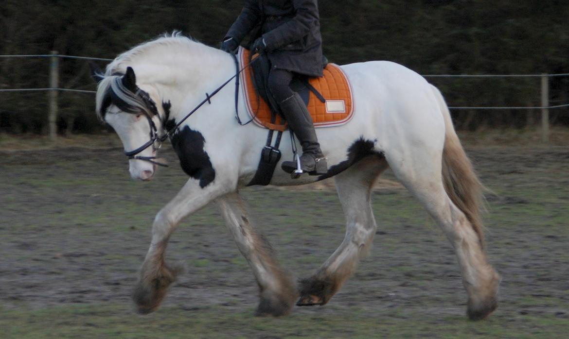 Tinker Hauge's Aileen [Ko] - Dressur ko | Rytter: Maria Høst Jensen.. -  4år billede 3