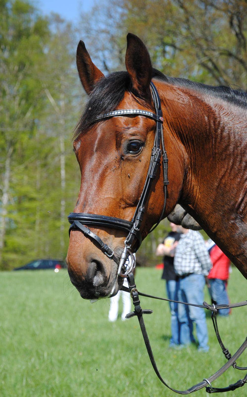 Oldenborg Classic carismo billede 14