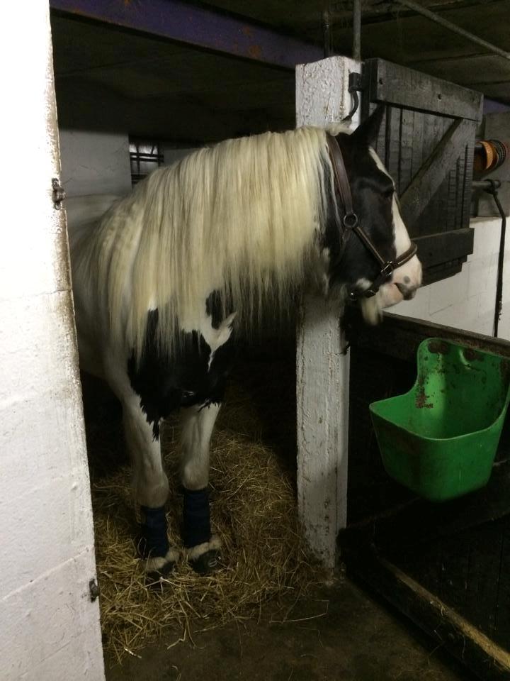 Tinker Hauge's Aileen [Ko] - 4 år billede 35