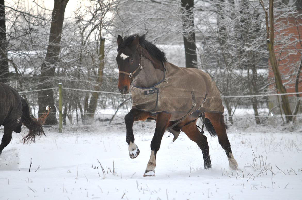 Hollandsk Varmblod Axel billede 13