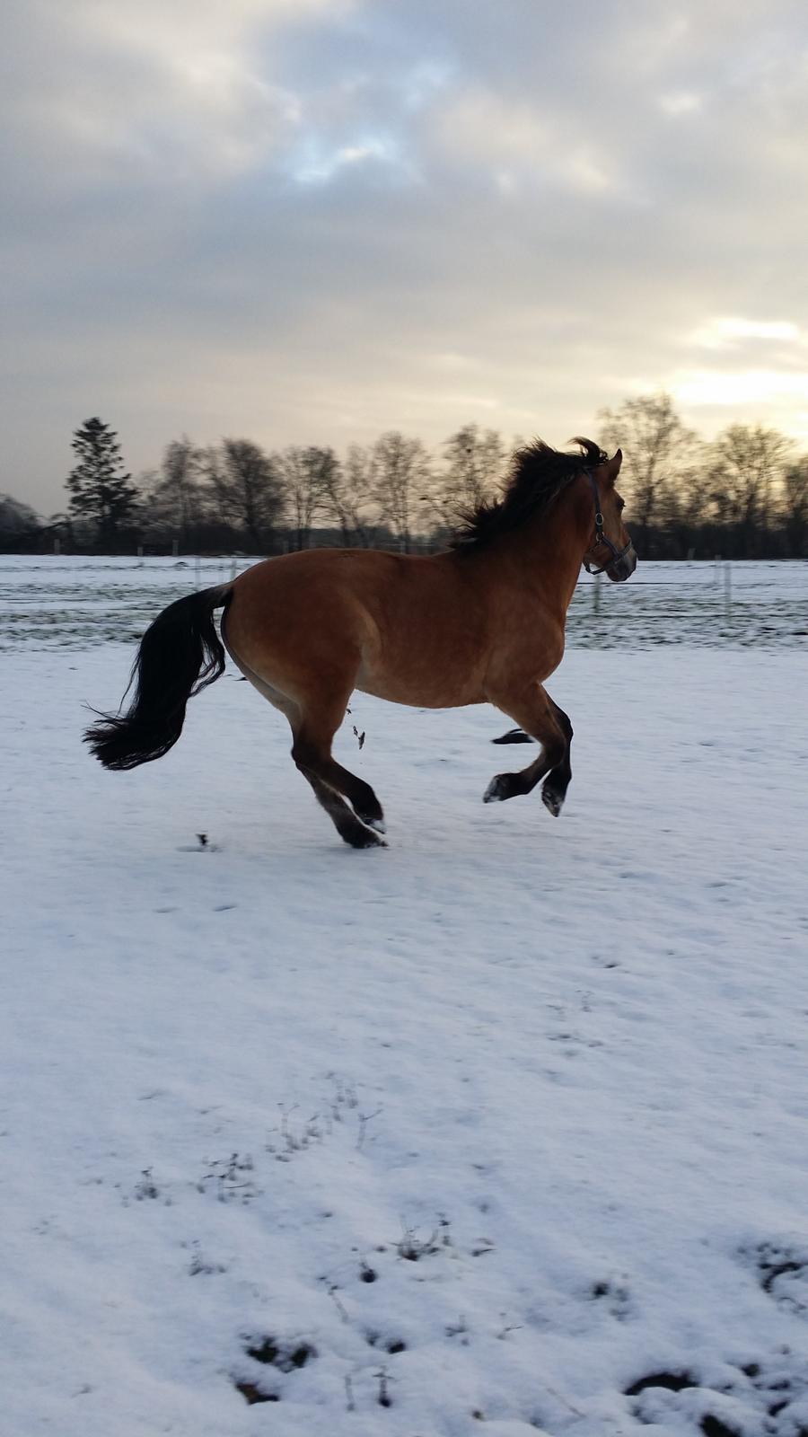 Anden særlig race Arisma [Spirit] billede 1