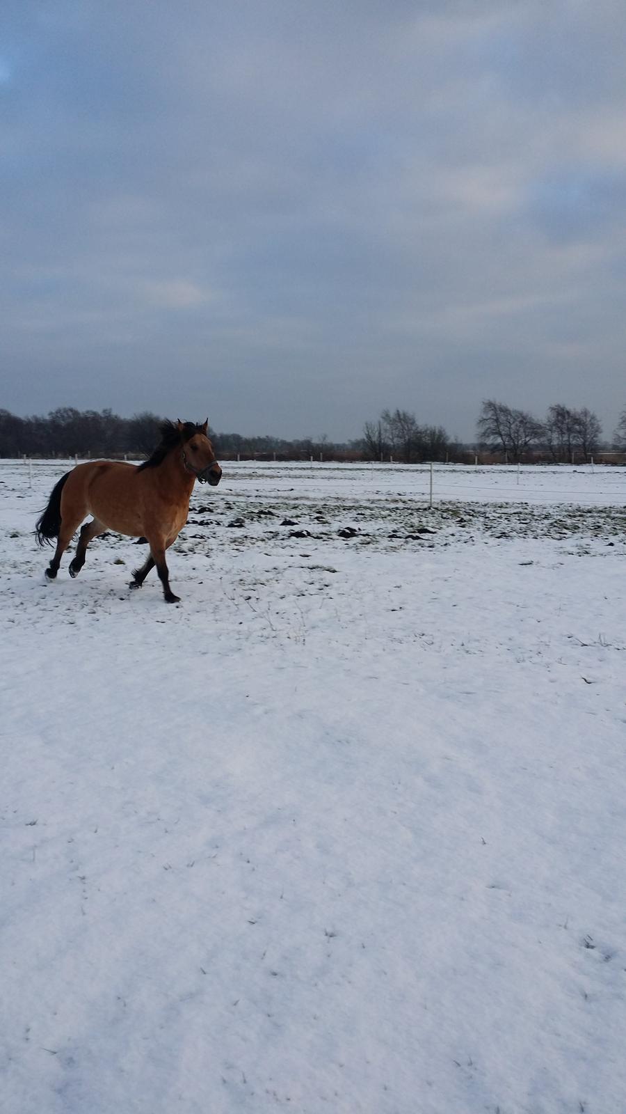 Anden særlig race Arisma [Spirit] billede 5