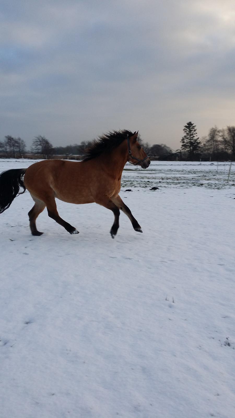 Anden særlig race Arisma [Spirit] billede 10