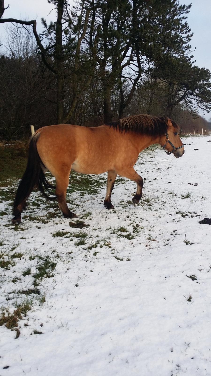 Anden særlig race Arisma [Spirit] billede 15