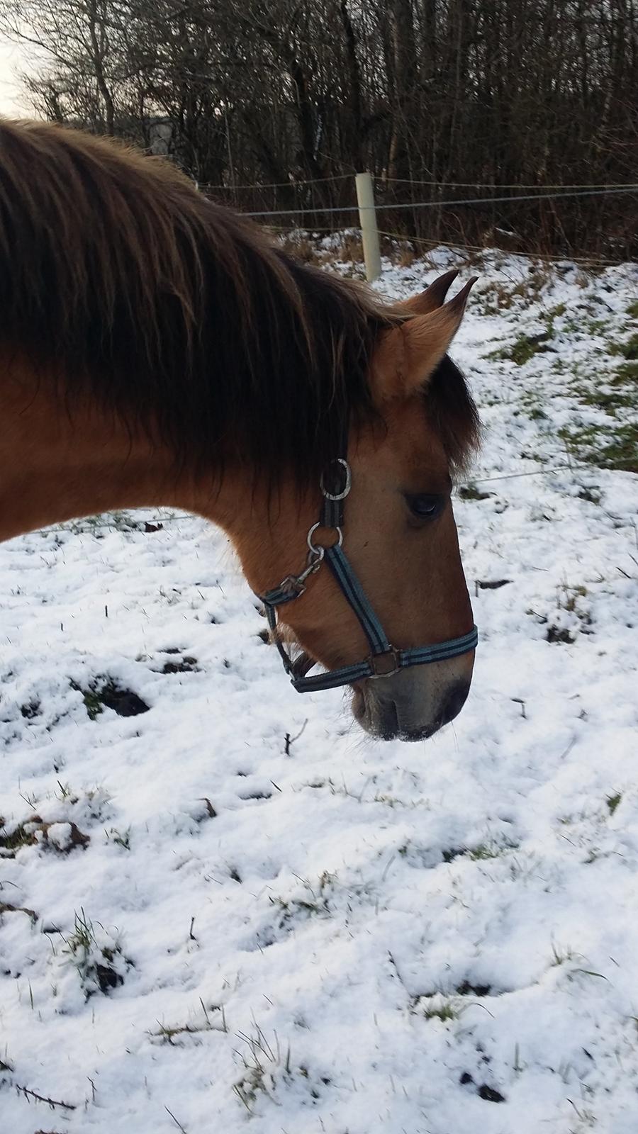 Anden særlig race Arisma [Spirit] billede 19