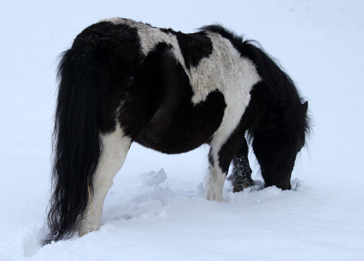 Anden særlig race Pusle billede 48