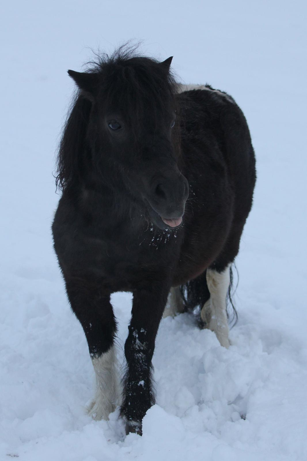 Anden særlig race Pusle billede 29