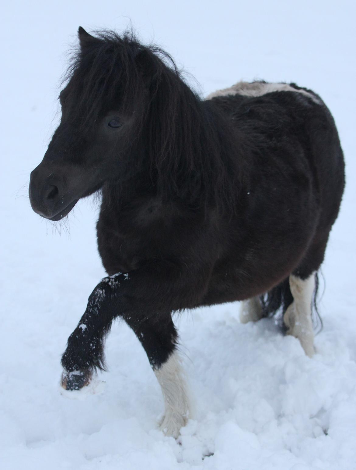 Anden særlig race Pusle billede 32