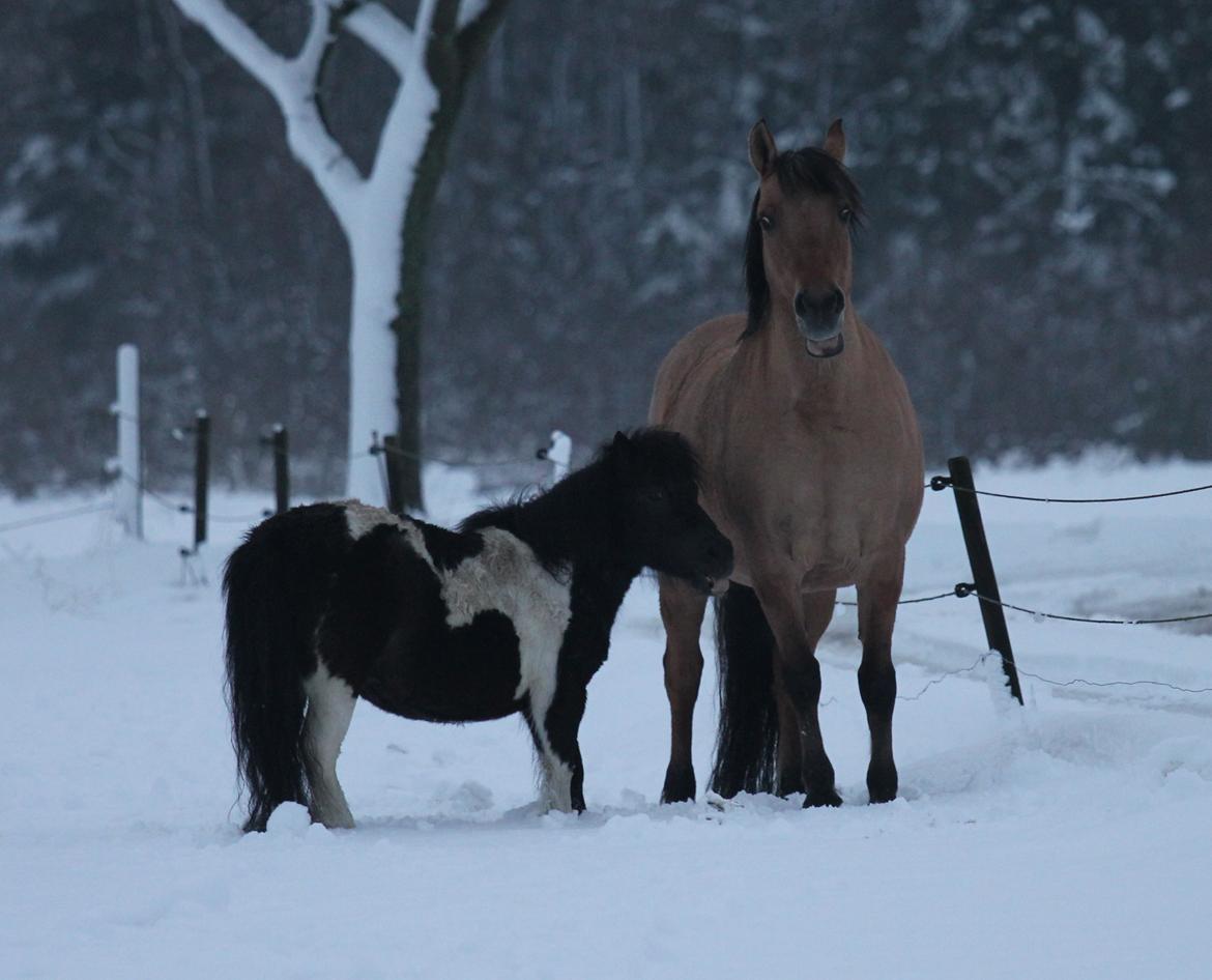Anden særlig race Pusle billede 41