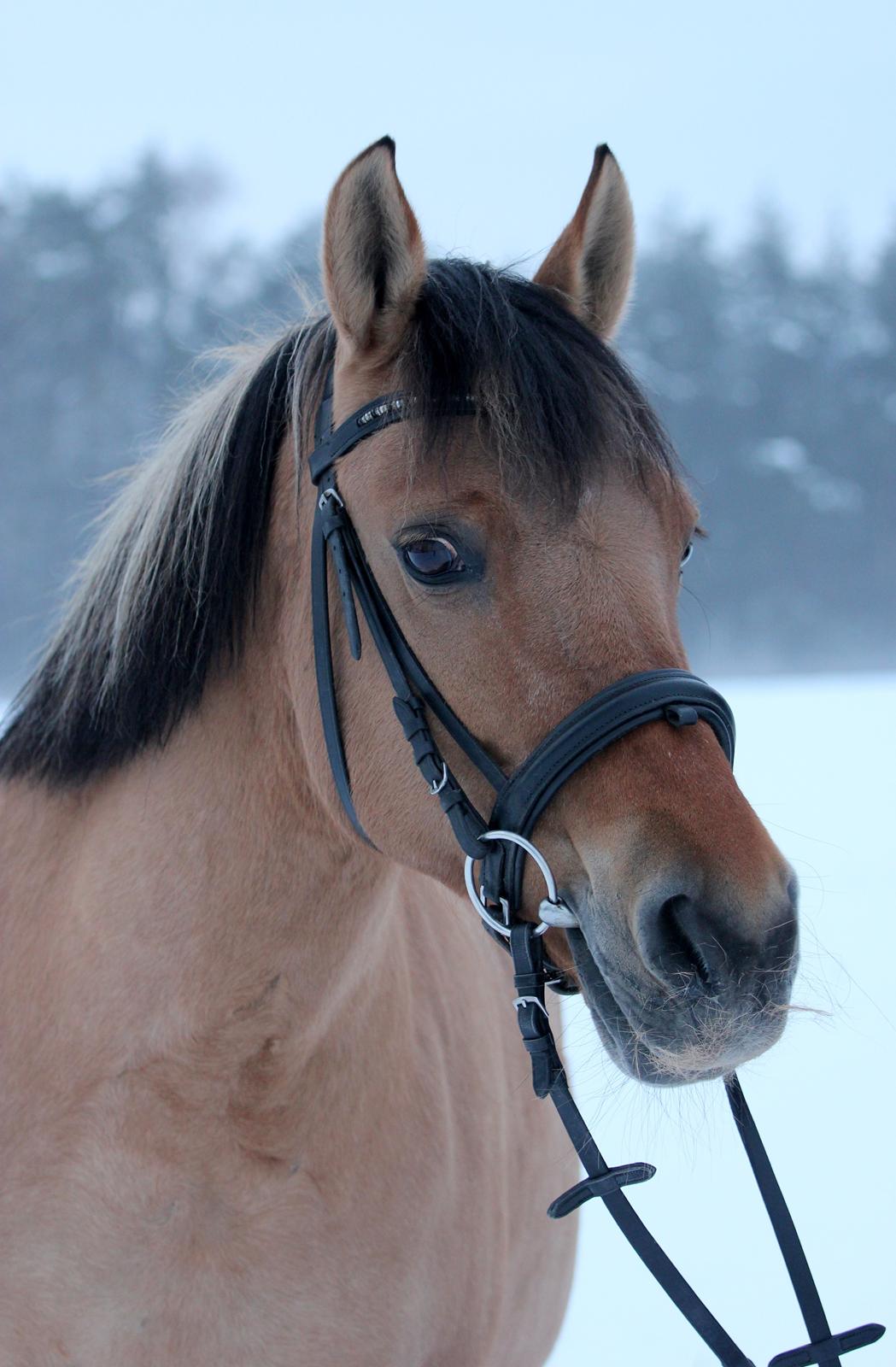 Anden særlig race Isabella<3 billede 28