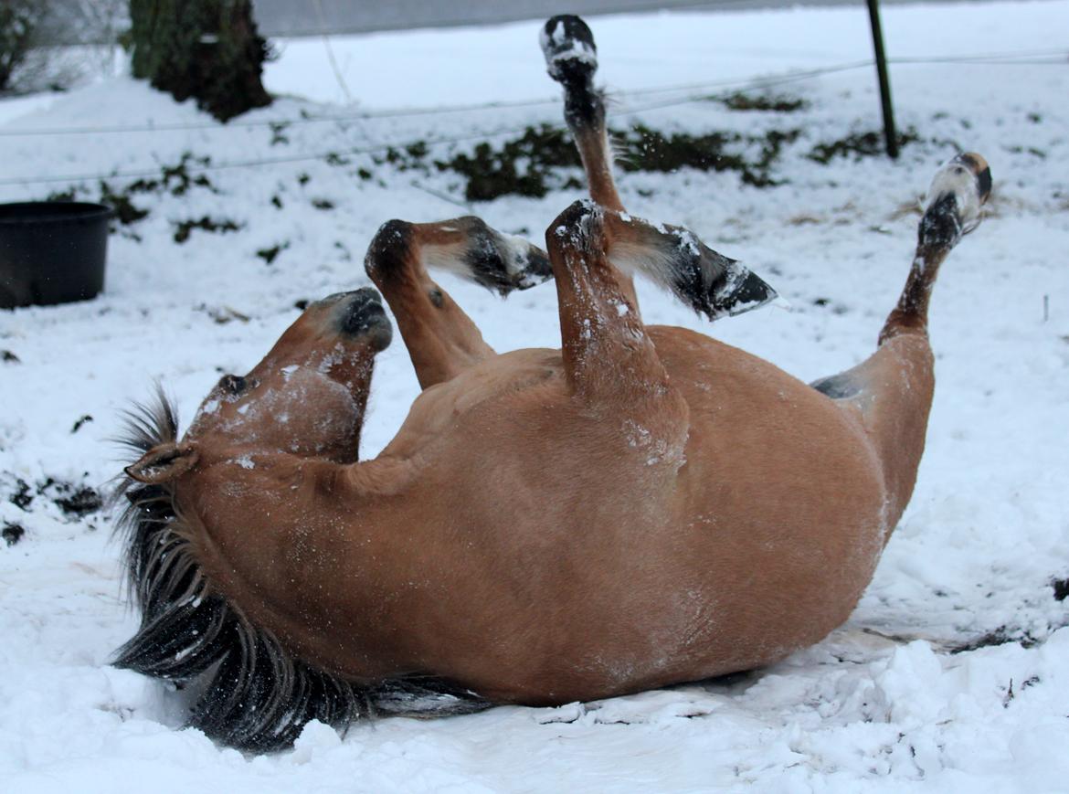 Anden særlig race Isabella<3 billede 13