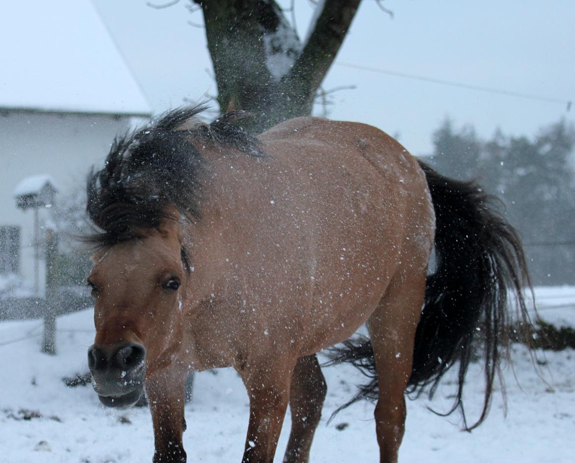 Anden særlig race Isabella<3 billede 16