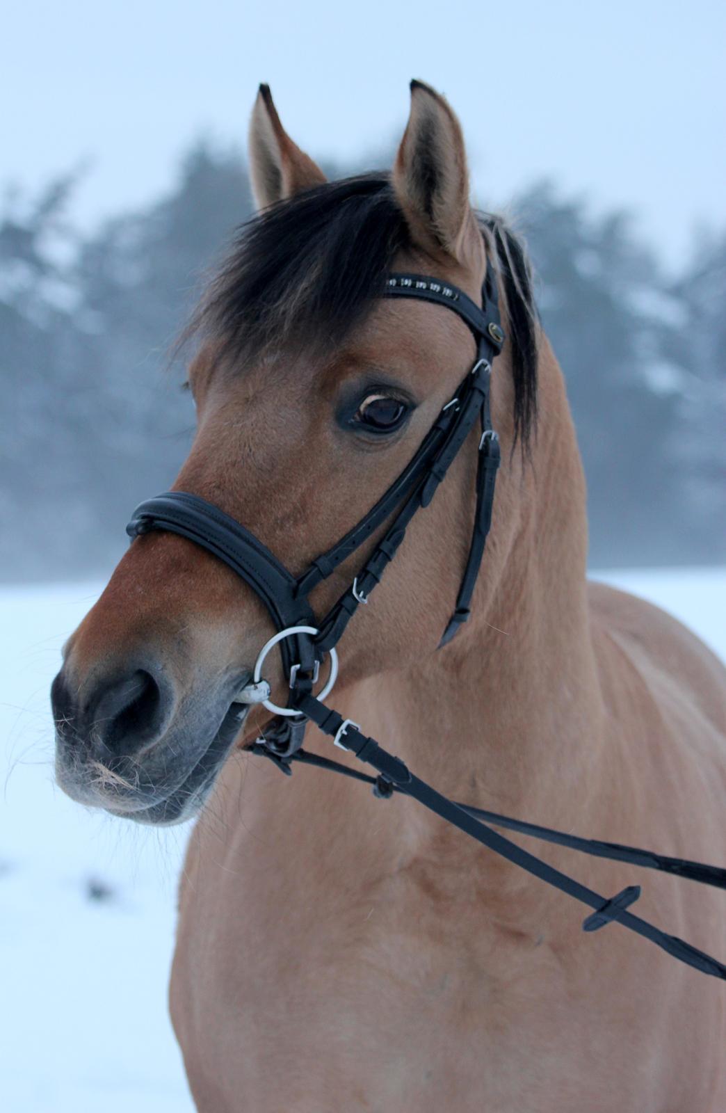 Anden særlig race Isabella<3 billede 3