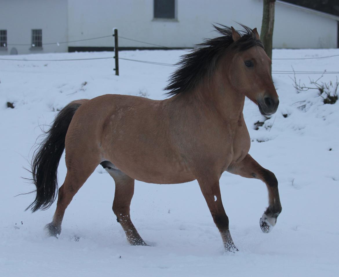 Anden særlig race Isabella<3 billede 9