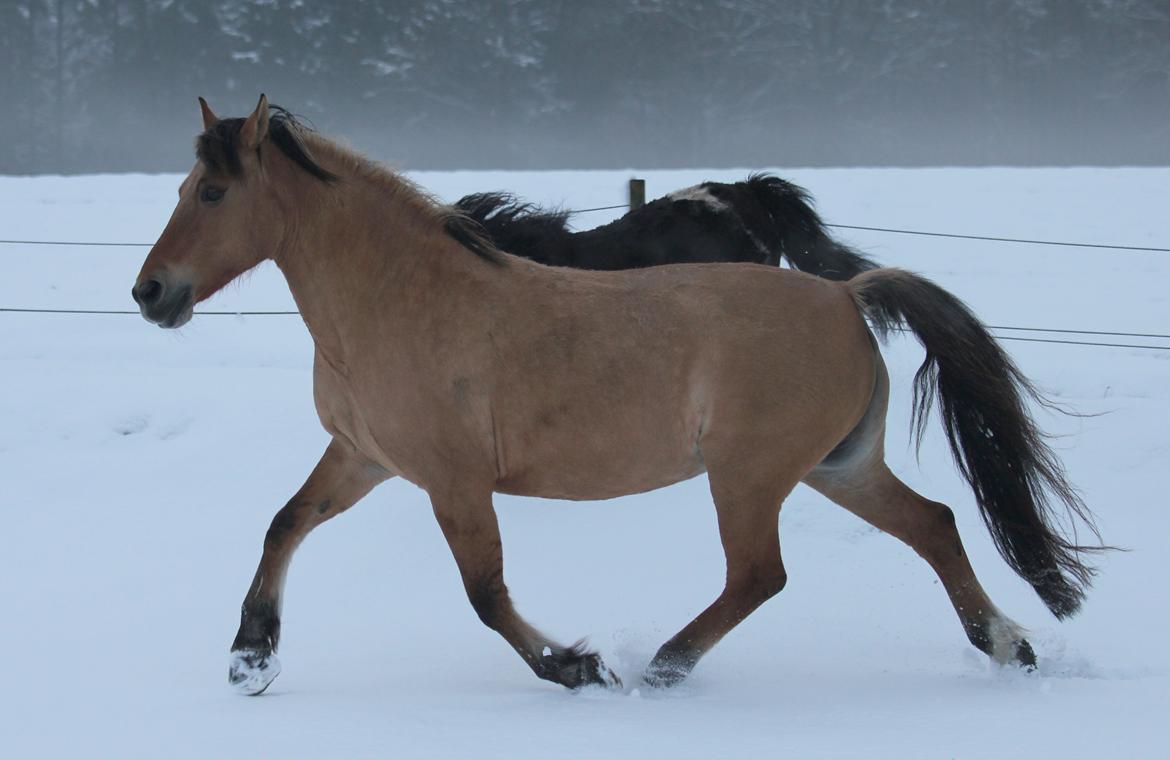 Anden særlig race Isabella<3 billede 39