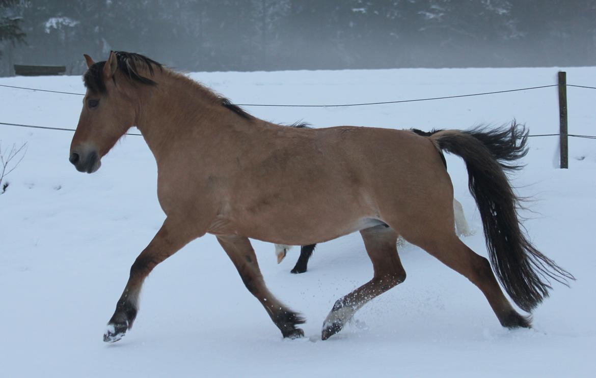 Anden særlig race Isabella<3 billede 19