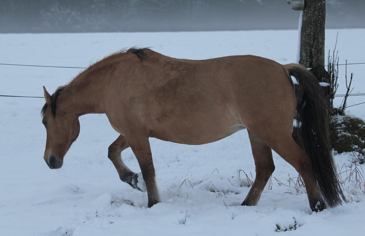 Anden særlig race Isabella<3 billede 32