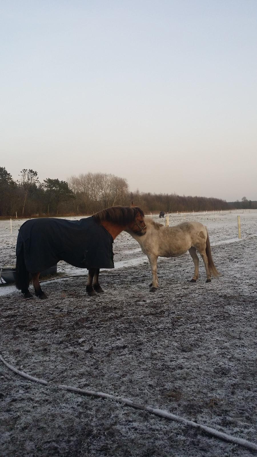 Anden særlig race Arisma [Spirit] billede 16