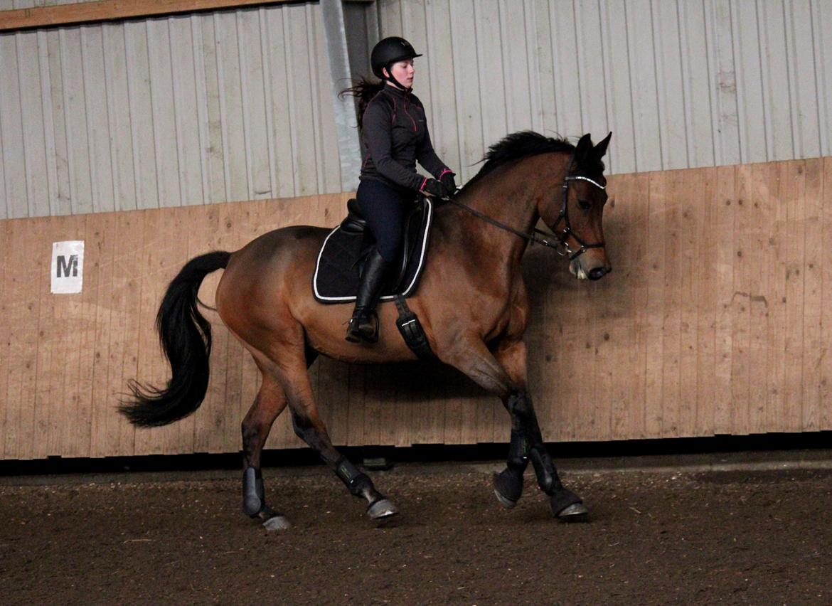 Dansk Varmblod QUENNEL - 25/1-2015 Foto: Anders D. Jensen m. mit kamera billede 15