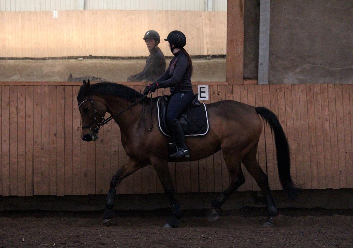 Dansk Varmblod QUENNEL - 25/1-2015 Foto: Anders D. Jensen m. mit kamera billede 8