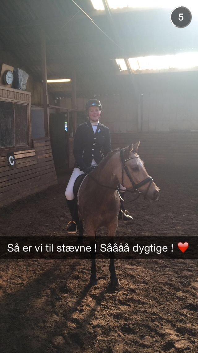 New Forest Stegstedsgårds Maracus billede 6