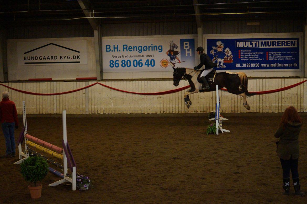 Pinto | Hoelgaards Kalaijo (Kalle) - Forrygennde hest til vores første springstævne sammen ♥  November 2014 ♥ billede 13