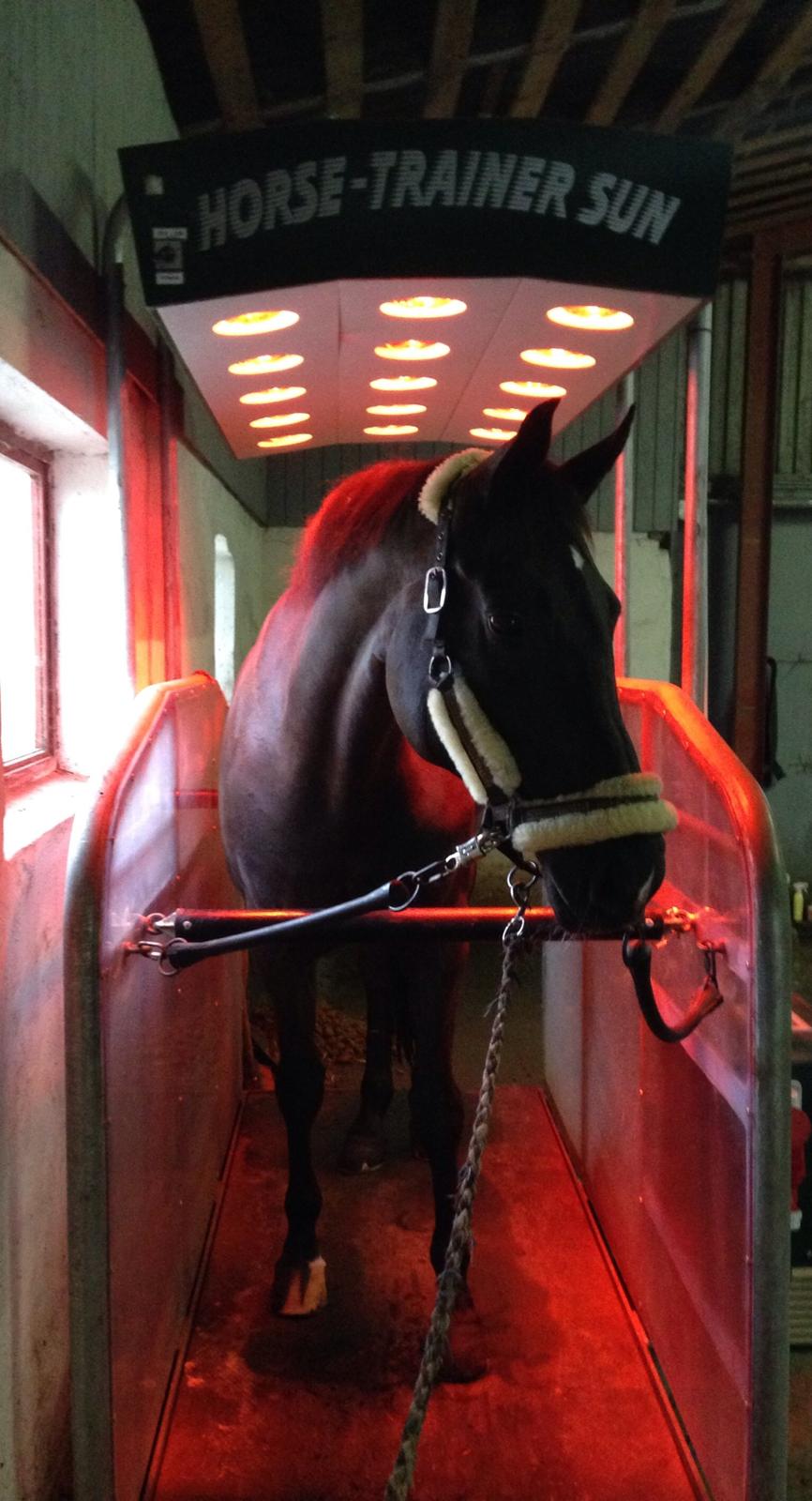 Tysk Oldenburger Love Affair Nexen "Hottie" billede 8