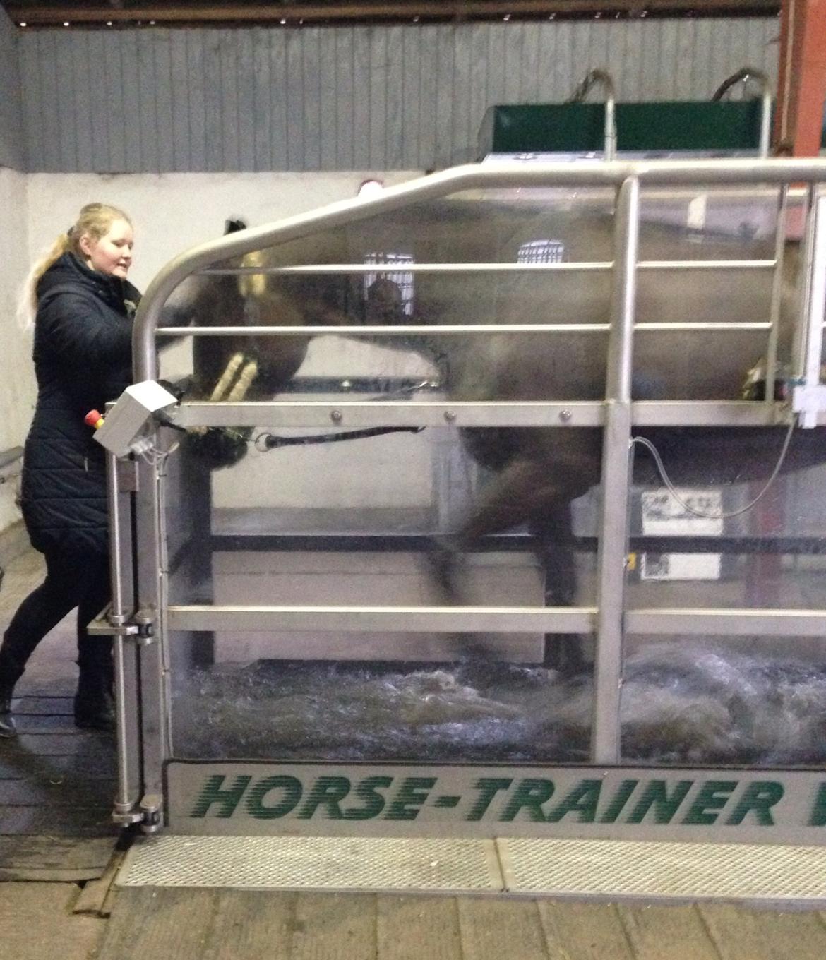 Tysk Oldenburger Love Affair Nexen "Hottie" billede 10