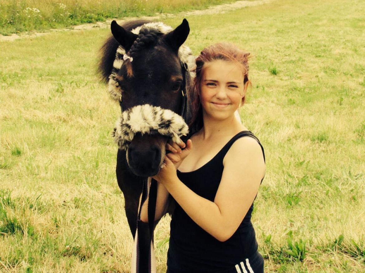 Shetlænder Manse Star str (baby Star ) billede 16