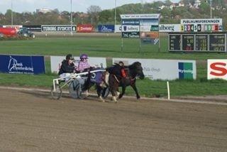 Shetlænder Manse Star str (baby Star ) billede 18
