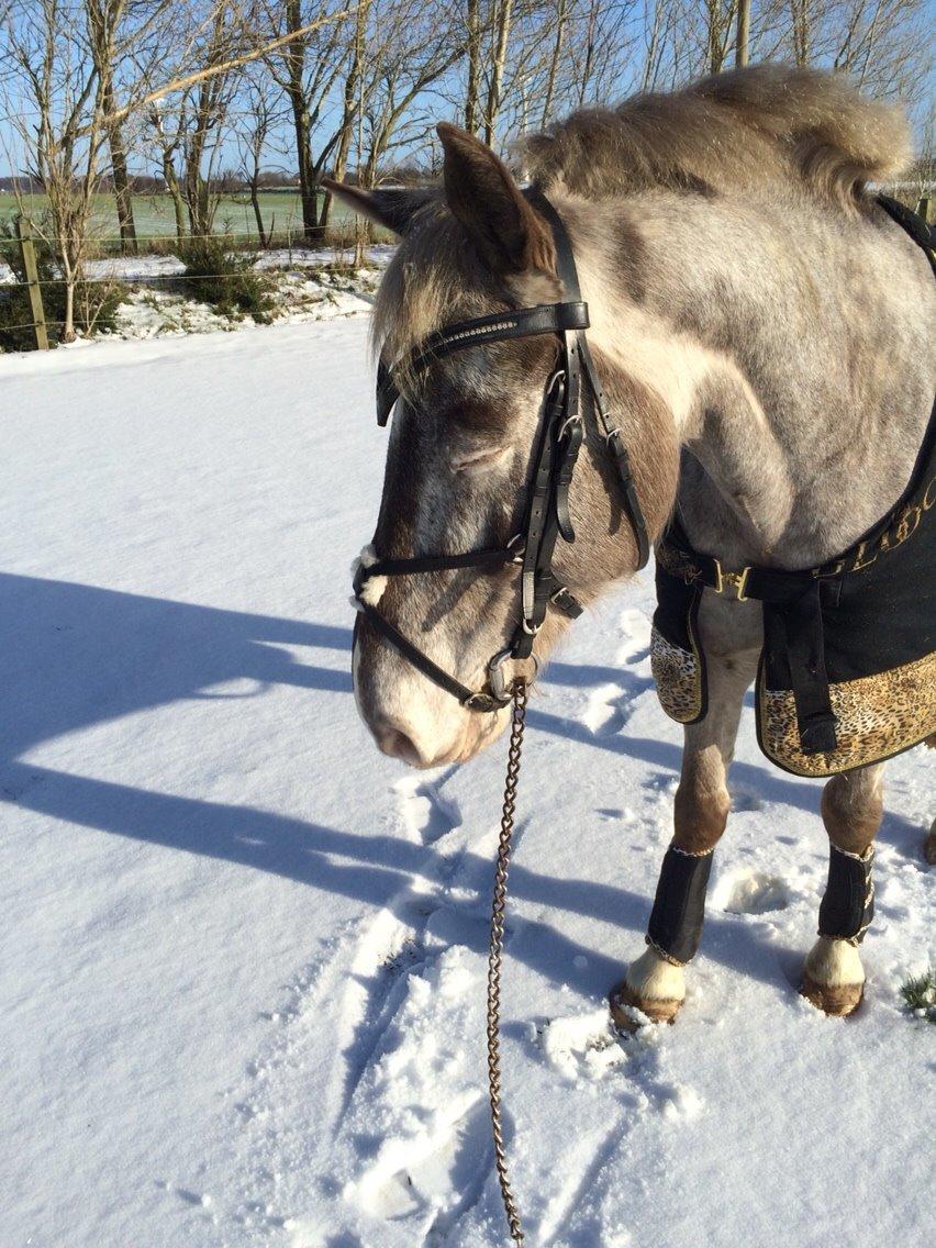 Appaloosa Caiso [tidligere låne hest] billede 31