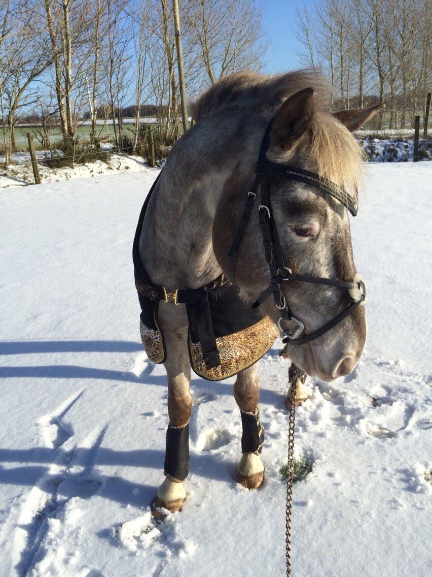 Appaloosa Caiso [tidligere låne hest] billede 32