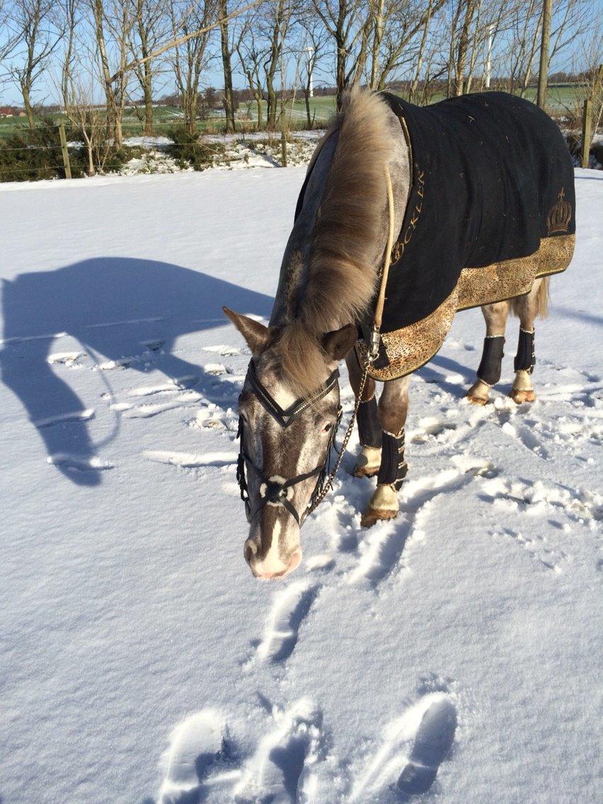 Appaloosa Caiso [tidligere låne hest] billede 34