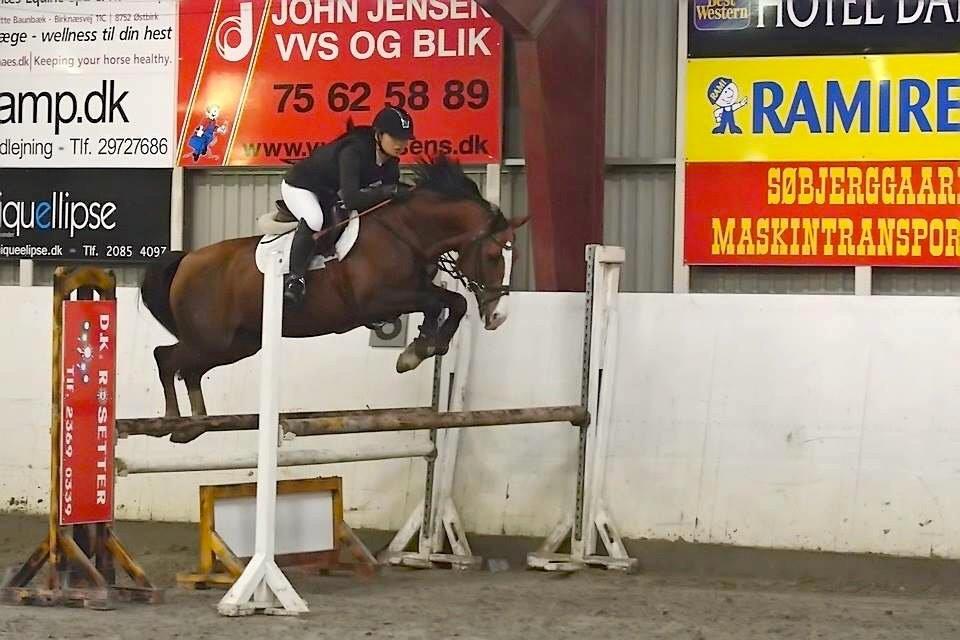 Tysk Sportspony Artos B-pony - LA** i Boller. 0 fejl. billede 6