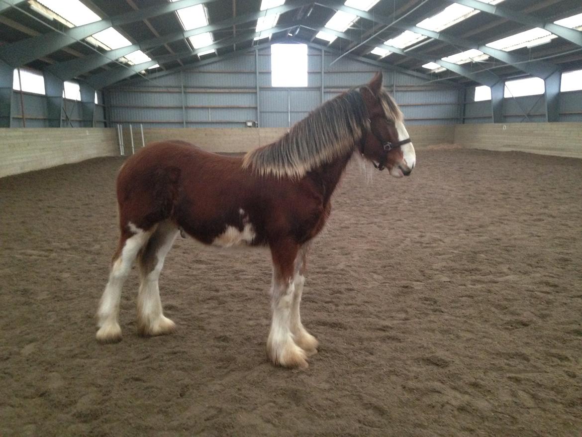 Clydesdale Herkules Enterprise billede 11