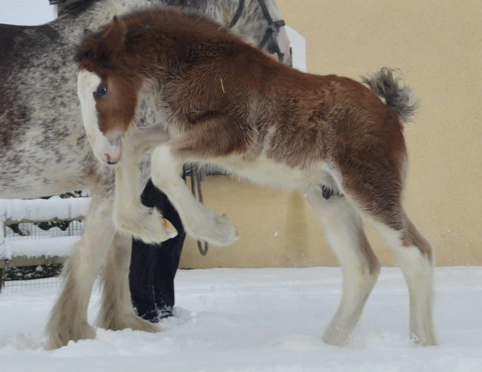 Clydesdale Herkules Enterprise billede 14