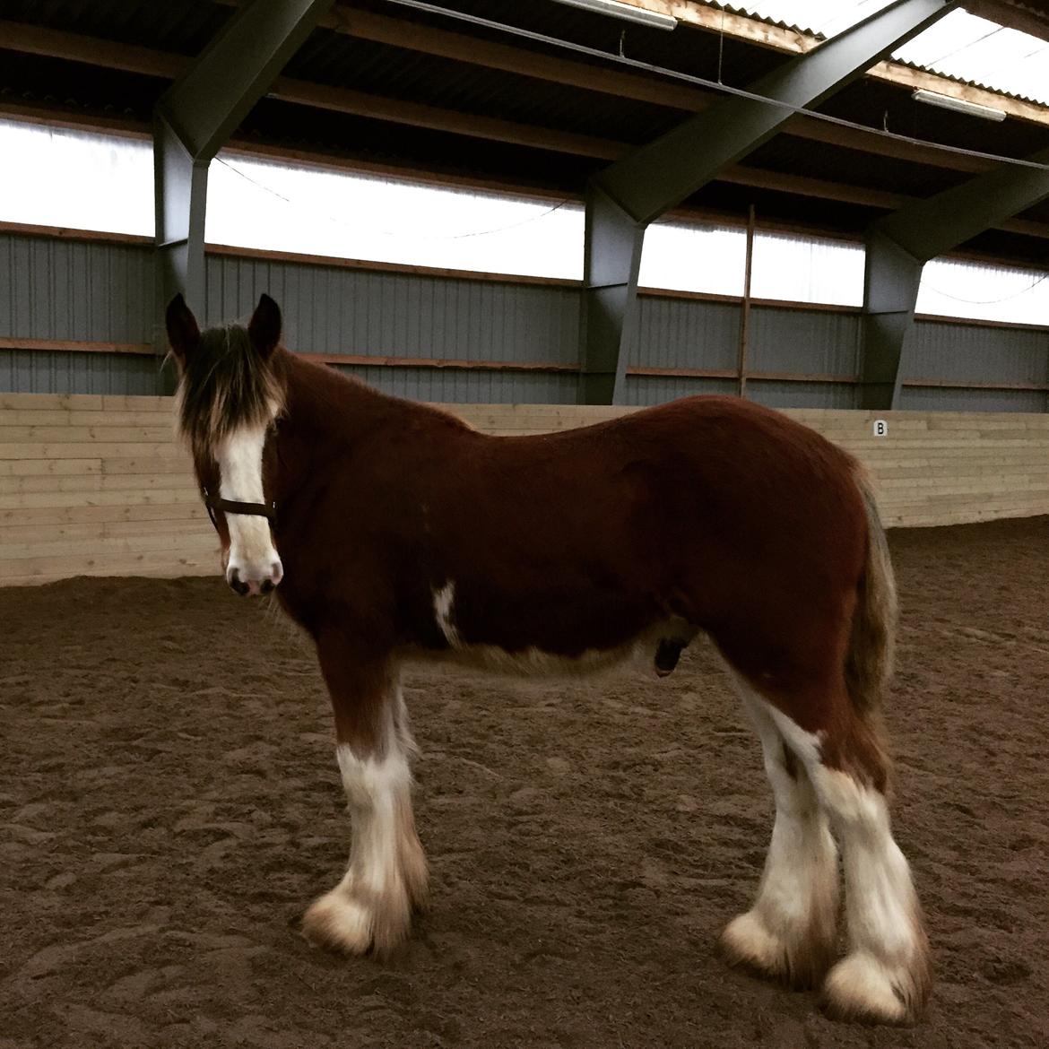 Clydesdale Herkules Enterprise billede 12