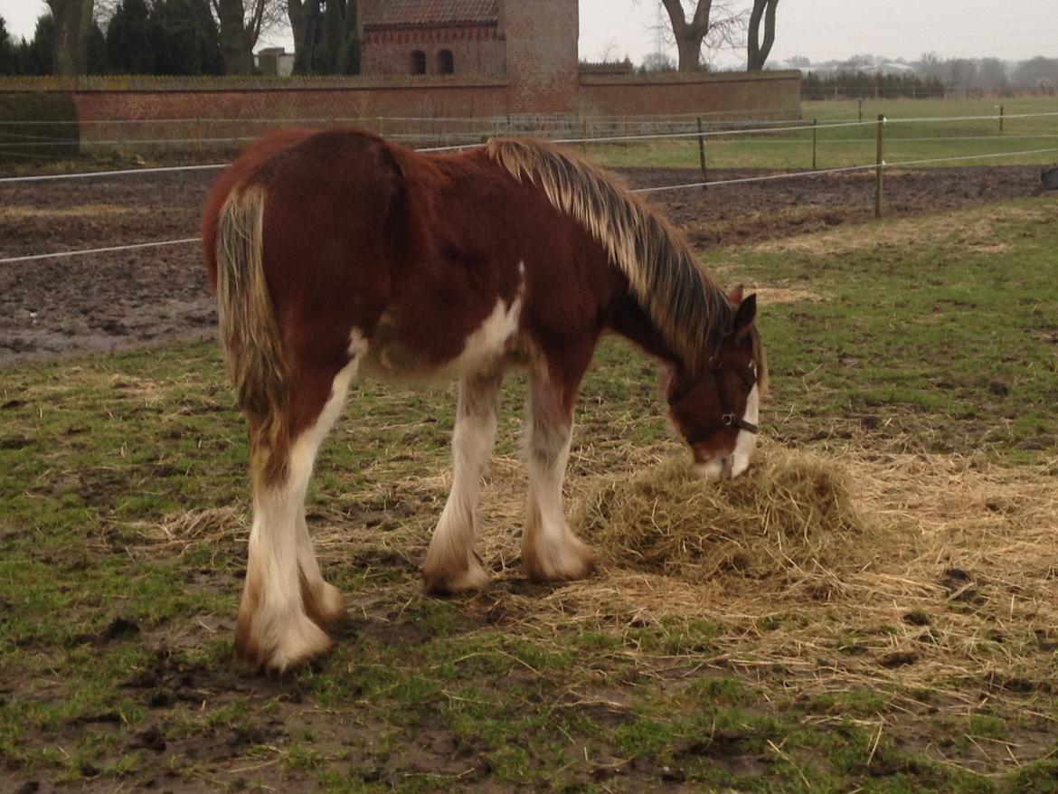 Clydesdale Herkules Enterprise billede 13