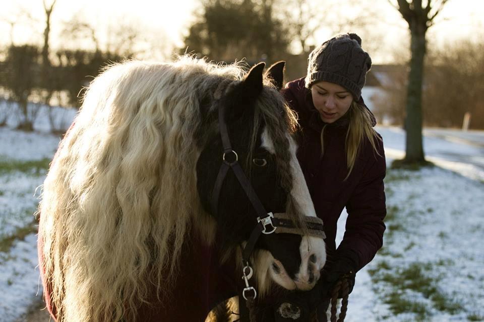 Irish Cob Bakkegårdens Shakira billede 4