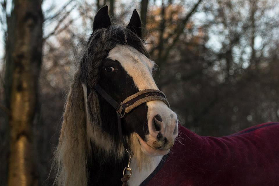 Irish Cob Bakkegårdens Shakira billede 16