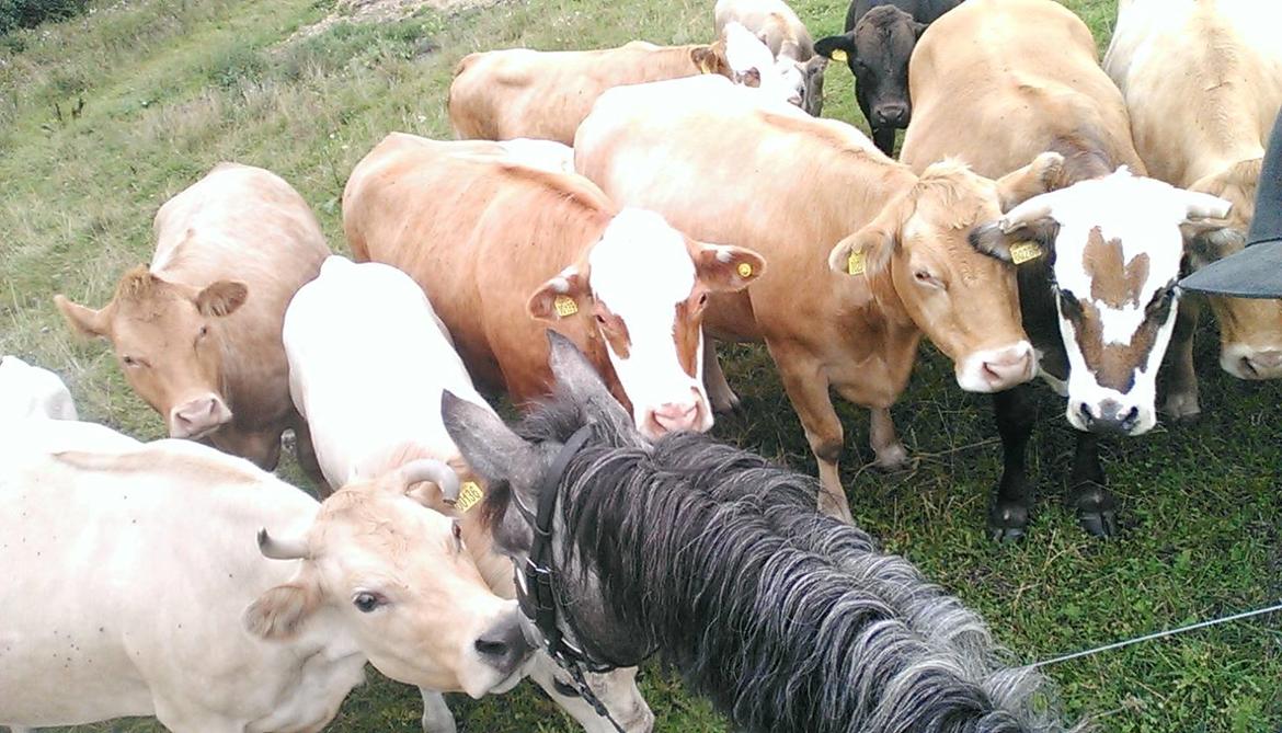 Connemara Bisgaard's Sputnik billede 7