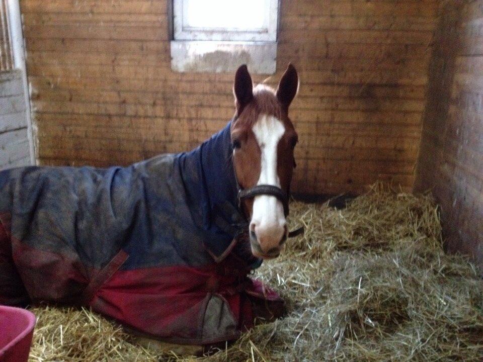 Dansk Varmblod Højvejs Madonna billede 3