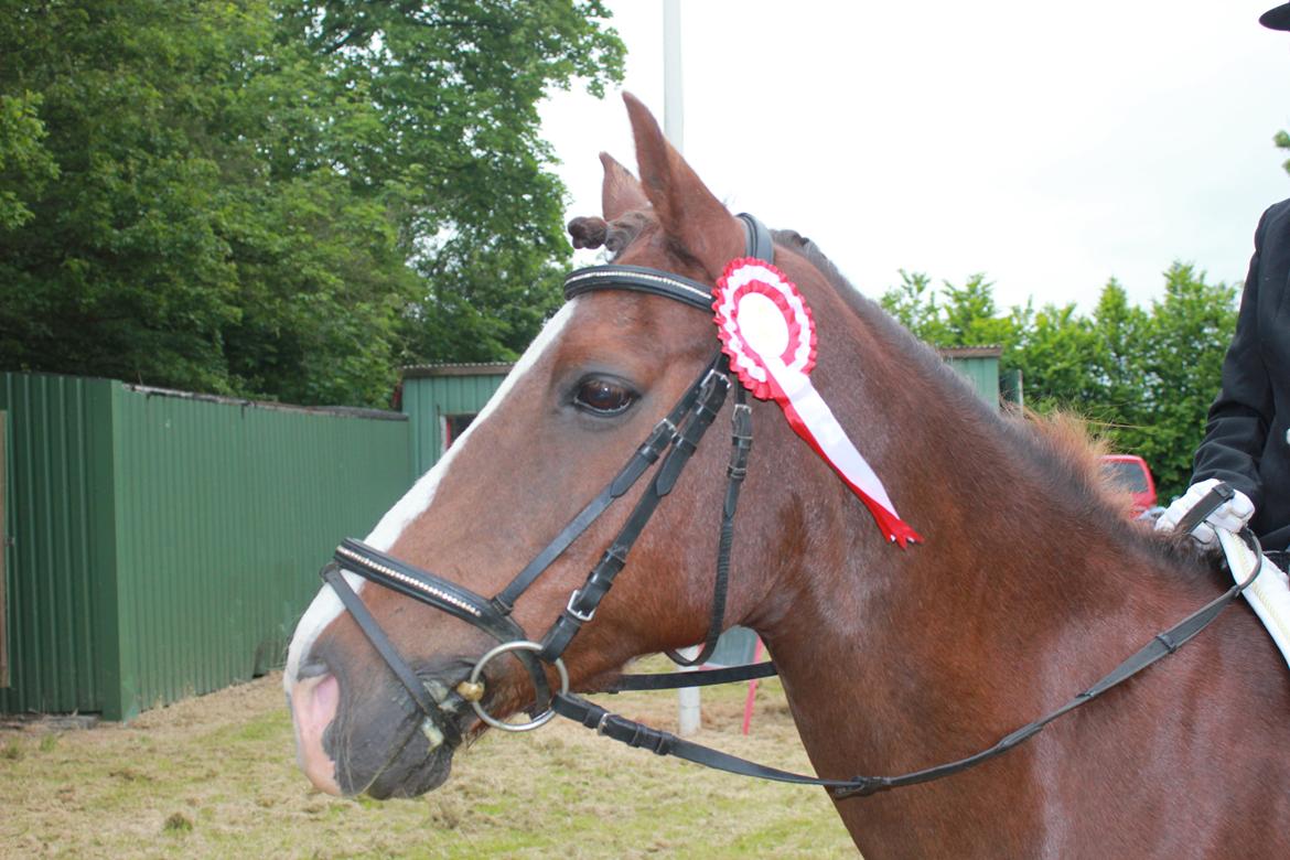 Anden særlig race Mister Jack. - Endnu et billed fra vores andet stævne, hvor vi vendte stolt hjem med en første plads.  billede 16