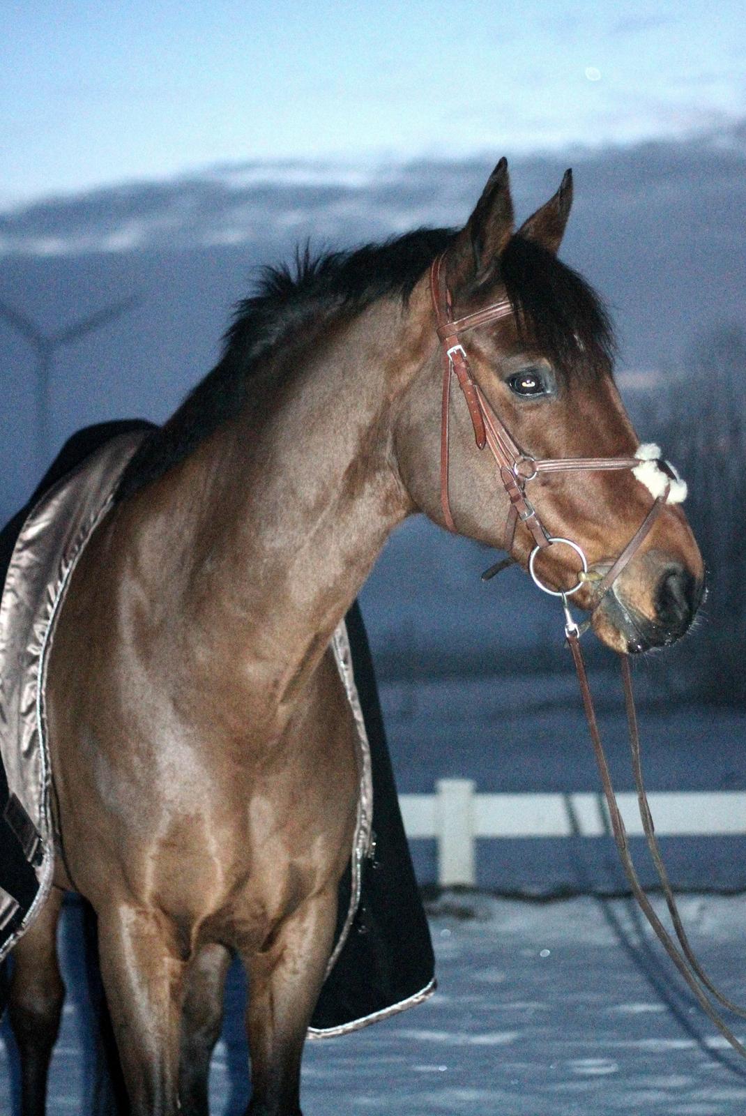 Dansk Varmblod Carismo billede 19