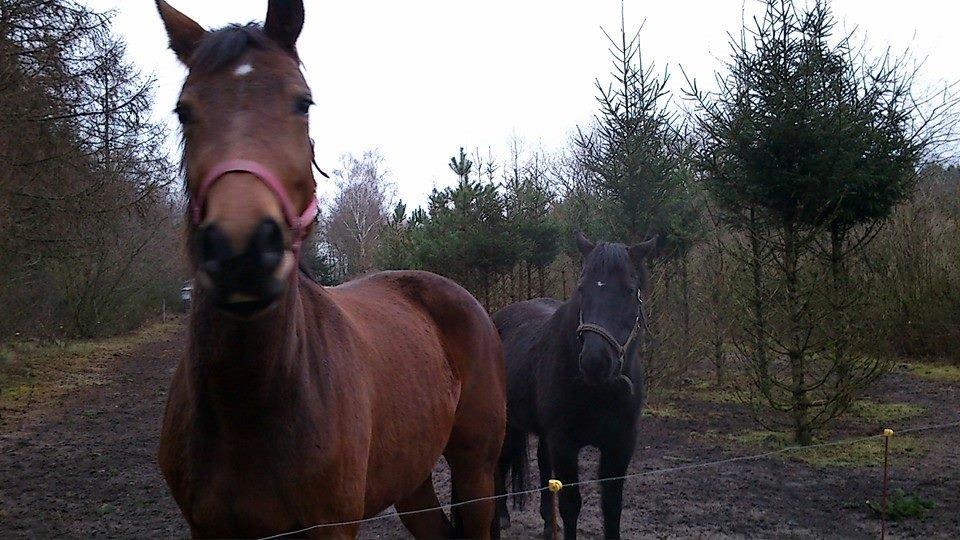 Anden særlig race Caddy billede 2