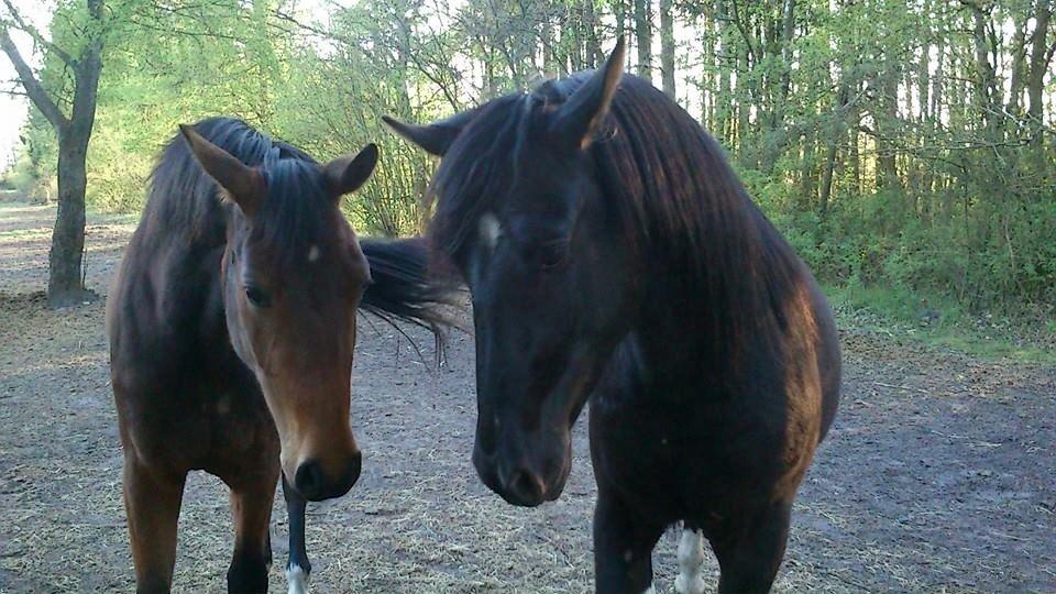 Anden særlig race Caddy billede 1
