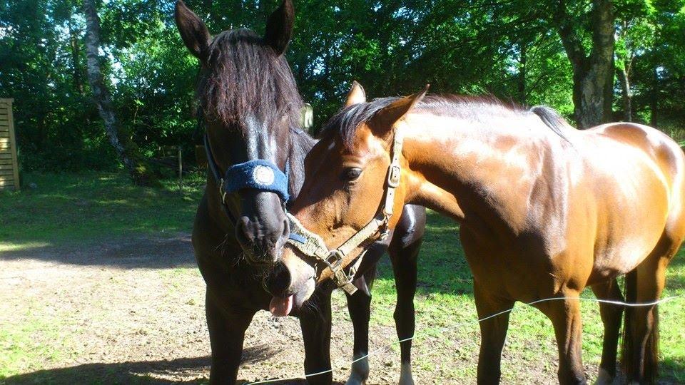 Anden særlig race Caddy billede 5