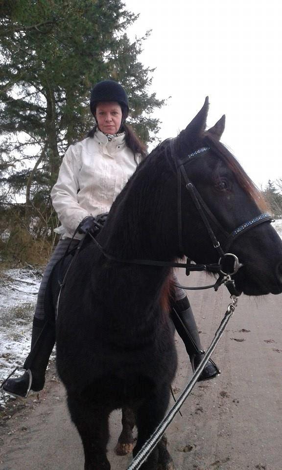 Oldenborg Pedro af Brorstrup billede 9