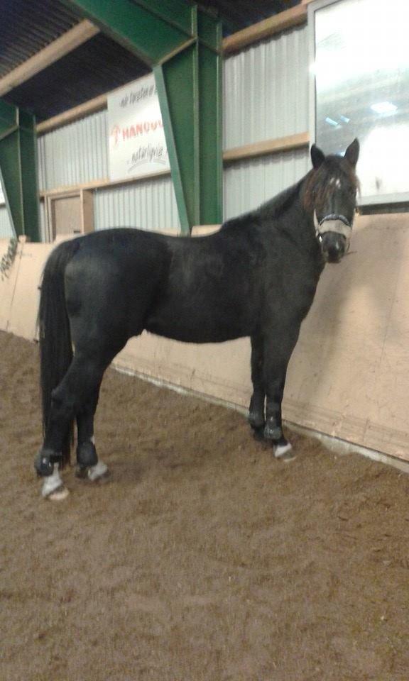 Oldenborg Pedro af Brorstrup billede 10