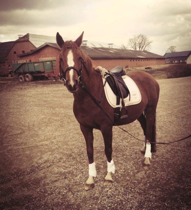 DSP Amalie billede 2